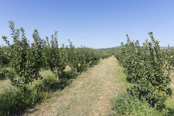 Apple garden
