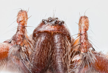 Extreme close up of the head of Domestic House Spider (Tegenaria domestica) © Chrispo