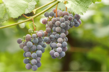 brush ripe grapes on the vine on a background of green leaves