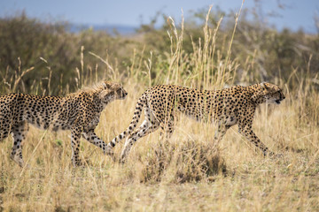 Cheetah mother & older male cub stalking prey through savannah grasses in the Maasai Mara, Africa. Acinonyx jubatus. Stride. Hunting. Family. Team. Bokeh background of habitat -grasses, trees, shrubs.