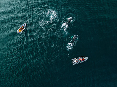 School of humpback whales in the north Iceland ocean sea with two zodiac boats