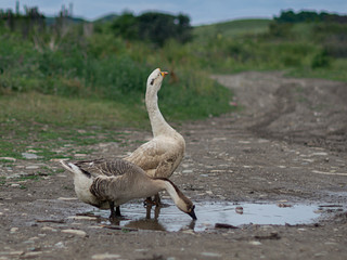 Organic farming concept. Pair of geese on the road near the farm.
