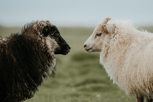 Sheep standing on grassy landscape