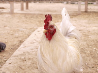 White Rooster with red Crest
