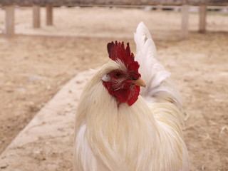 White Rooster with red Crest