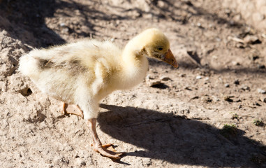 Obraz premium Duck for a walk on the farm