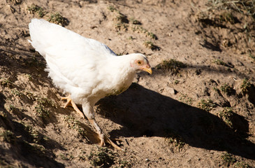 Chicken for a walk on the farm