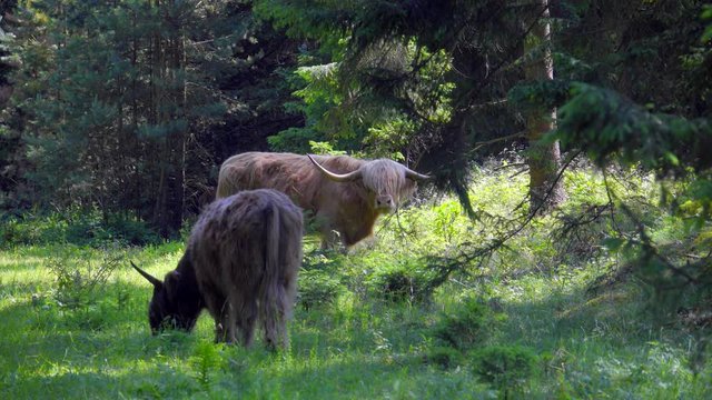 Schottische Hochlandrinder - highland rinder -grasen idyllisch in freier Wildbahn