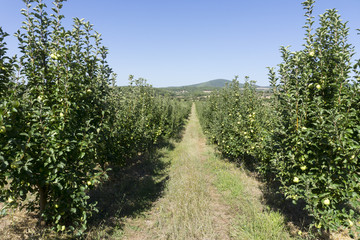 Apple garden view