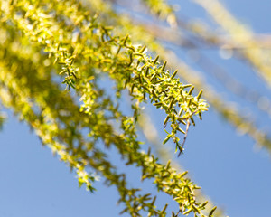 yellow flowers on willow branches in nature