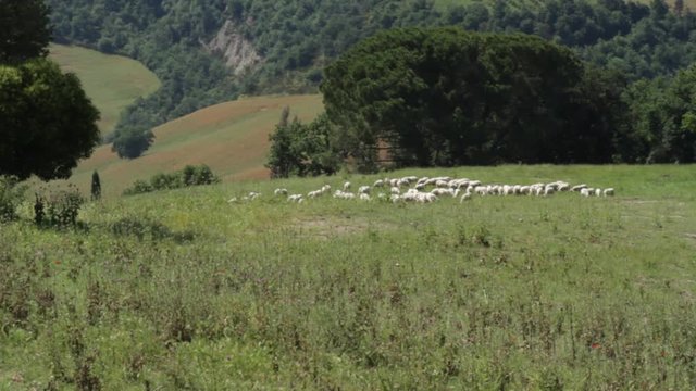 a flock of sheep crosses a field