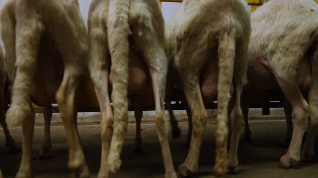 milking sheep