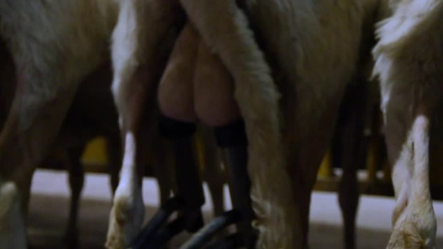 milking sheep