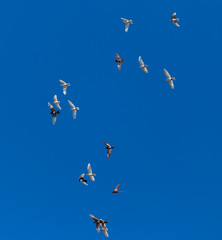 A flock of pigeons on a blue sky