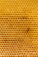 honey comb with honey as a background