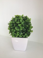 Grüne Pflanze im weißen Hintergrund