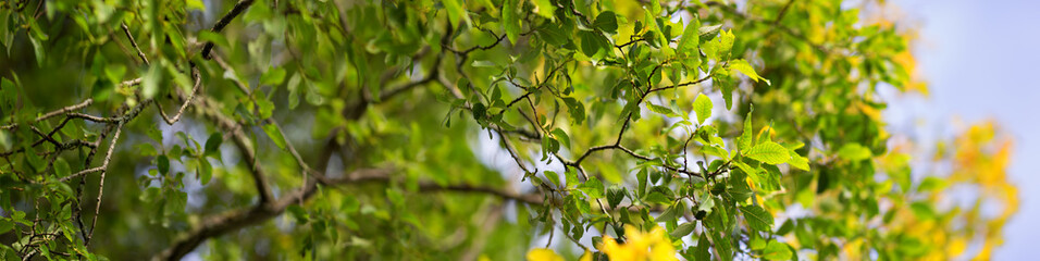 leaves in autumn with beautiful sunlight