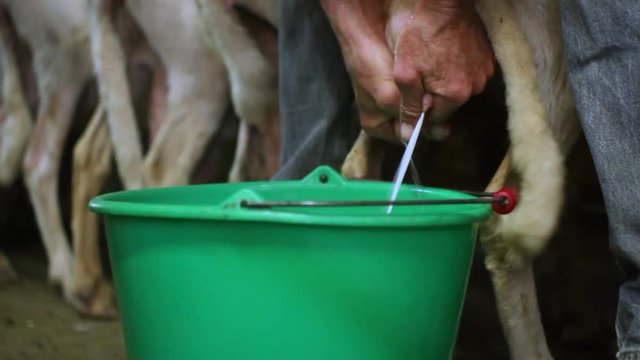 milking sheep