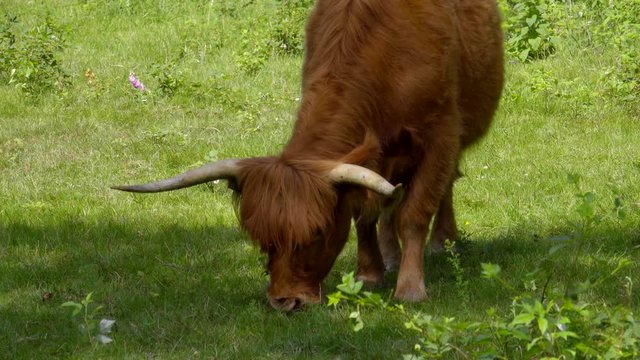 Schottische Hochlandrinder - highland rinder -grasen idyllisch in freier Wildbahn