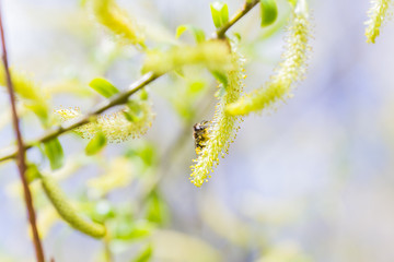 Risen blooming inflorescences male flowering catkin or ament on a Salix alba white willow in early spring before the leaves. Collect pollen from flowers and buds.