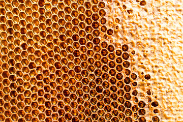 honey comb with honey as a background
