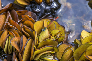 Libélula Listrada (Telebasis filiola) | Striped Firetail photographed in Linhares, Espírito Santo - Southeast of Brazil. Atlantic Forest Biome.
