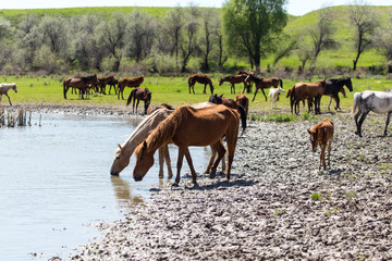 Horse on watering places on the lake