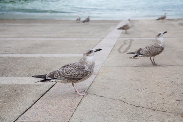 Group of seagulls eating bread crumbs on paved seafront on coast. 