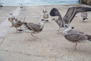 Fototapeta premium Group of seagulls eating bread crumbs on paved seafront on coast. 