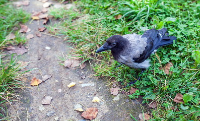 My wild friend is a gray crow