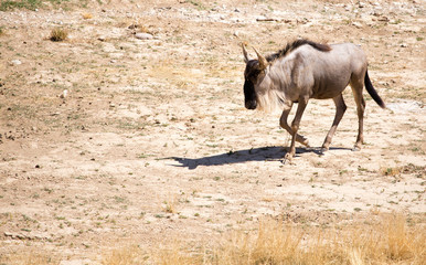 Wildebeest in the park