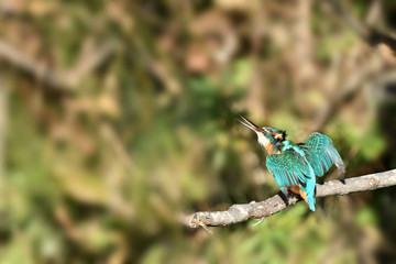 止まり木のカワセミ