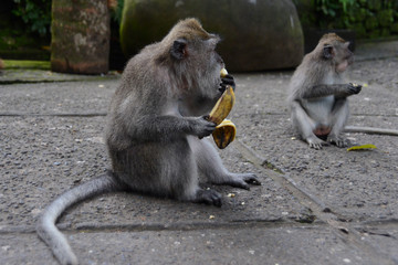 scimmia che mangia banana