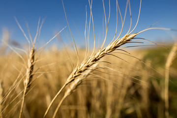 Yellow ears of wheat against the blue sky