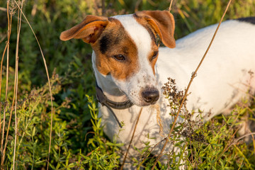 dog breed jack russel terrier on the hunt