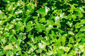 Green ivy leaves background, some with small water droplets.