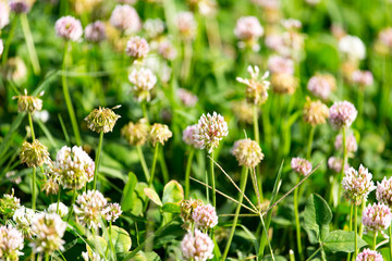 White flowers on a clover