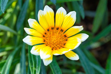 Yellow White-tipped Gazania Flower