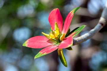 Exotic Tree Flower
