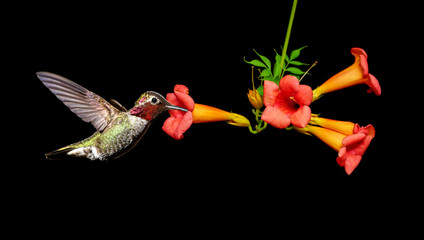 Hummingbird on black background © mbolina