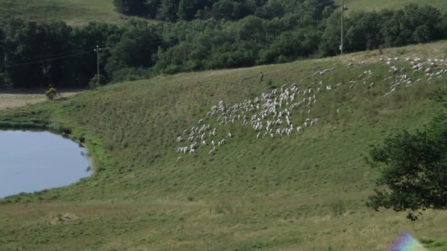 a flock of sheep crosses a field