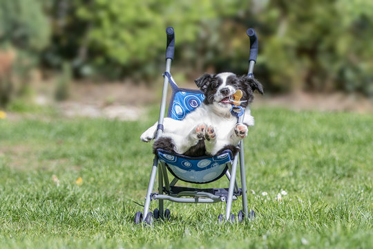 Border Collie Welpe in Kinderwagen mit Schnuller