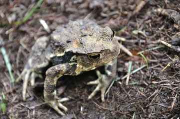 ニホンヒキガエル