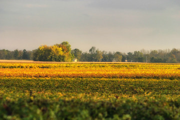 Obraz premium vigne d automne