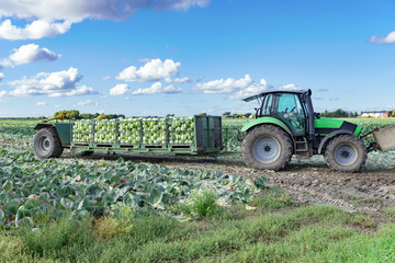 Traktor mit Ladeanhänger bei der Kohlernte -7004 © Wolfgang Jargstorff