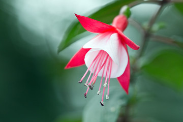 Red and White Fuchsia Flower