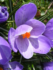 lila crocus