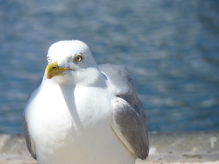 Möve