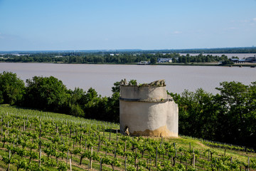 Vignes de Blaye