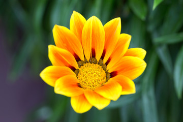 Fototapeta premium Orange Flame Gazania